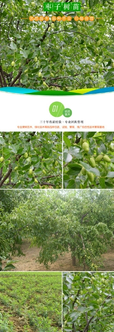 饥荒我想用代码生成五个树苗怎么打代码啊-求