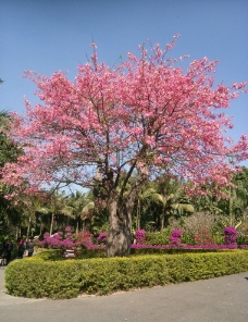 花树图片