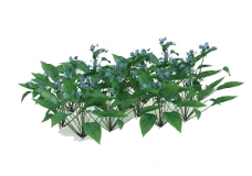 庭院植物3d模型