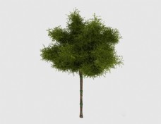 绿树简单常见绿色树苗3d模型下载