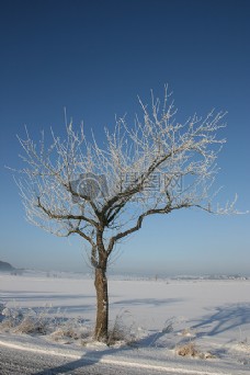 雪地里的一颗树木