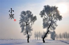 小寒二十四节气雪山树木图片