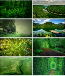 树木绿色森林背景图