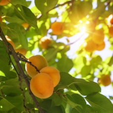 上新杏树上的杏子