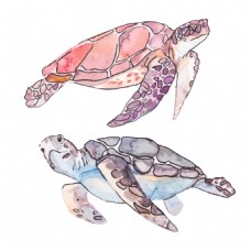 水彩海龟