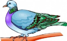 鸟类动物各种鸟类鸟动物矢量素材EPS格式1593