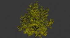 树木树模型图片