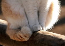 猫爪图片