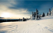 唯美树林雪景图片
