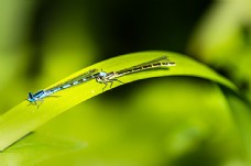 绿叶上的蜻蜓