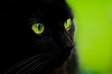 绿色背景与猫咪