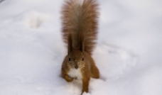 雪地上的松鼠图片