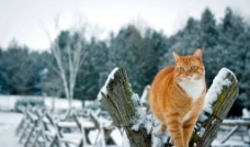 雪地金丝猫图片