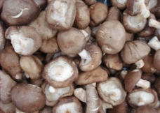 香菇  菇类图片