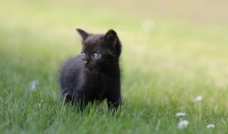 紫眼黑猫图片
