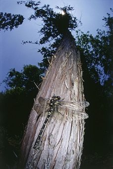大自然停在树干上的蜻蜓