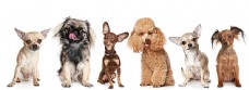 六只不同品种的宠物狗