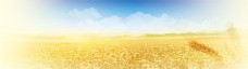 小麦蓝天稻田背景图片