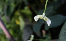 月牙豇豆花朵图片