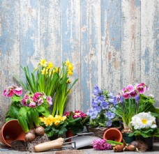 木板下的鲜花与园艺工具图片
