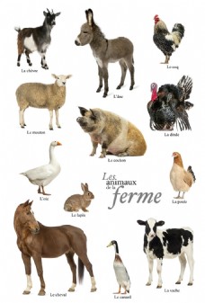 12种常见家禽家畜高清图片