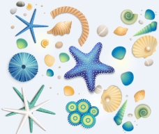 海星海洋生物高清大图图片