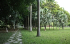 公园椰树图片