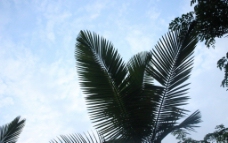 海南椰树图片