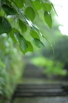 雨后的绿叶图片