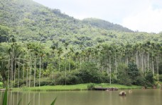 三亚热带雨林图片