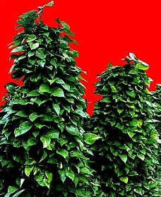 建筑素材灌木植物贴图素材建筑装饰JPG2000