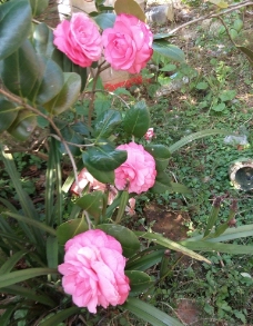 粉红色的茶花图片