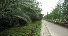 道路边上的棕榈树图片