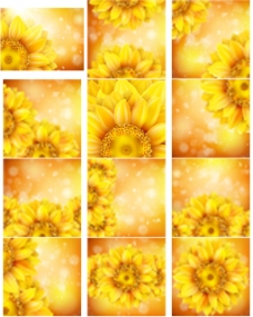 黄色背景灿烂的向日葵