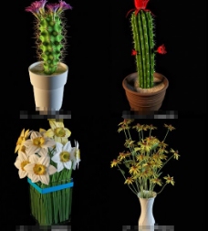 盆栽鲜花3d模型下载