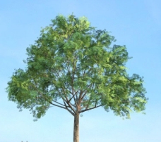 树叶七叶树茯苓树模型下载