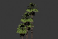 树木棕榈树模型图片