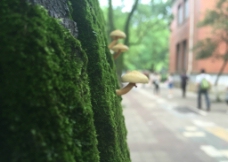 蘑菇与青苔图片