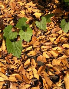 秋色落叶图片