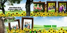 美丽向日葵花园中的家庭照片展示AE模板
