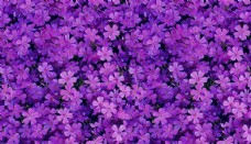 紫色花朵背景填充图案