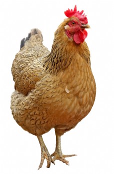 图片素材可爱的母鸡动物家禽高清图片