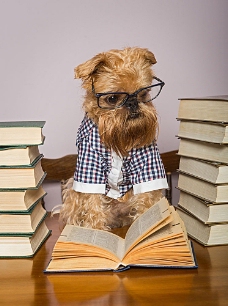 宠物狗戴眼镜看书的小狗