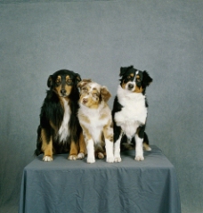 宠物医院可爱的三只小狗摄影