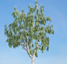 桦树3d模型