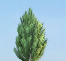松树3d模型素材