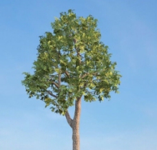 槭槭树3d模型下载