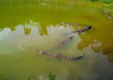 鳄鱼池图片