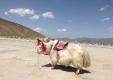 西藏 牦牛图片