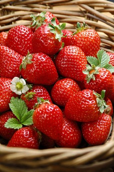 草莓058